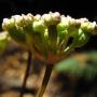 Kellogg’s Yampah (Perideridia kelloggii) beginning to bud. Naive.